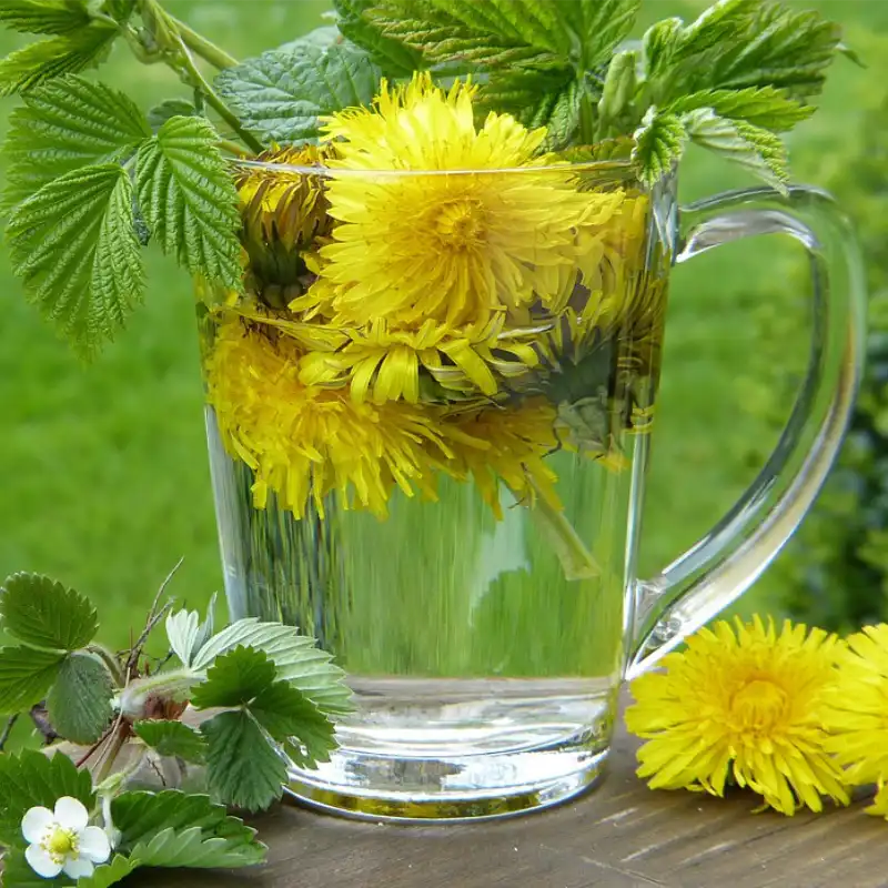 dandelion-2232626